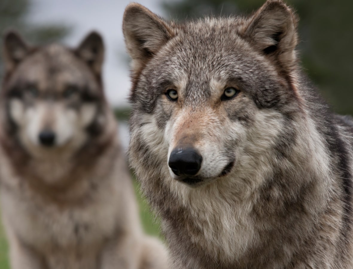 lobbbyclubs pushen wolf